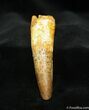 Large + Inch Spinosaurus Tooth #1306-1